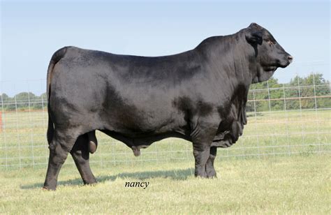 international brangus breeders association|tjm coronado 535x.